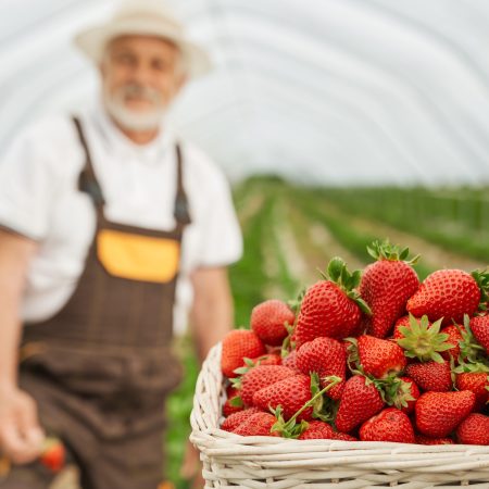 Close up of wicker basket full of fresh ripe strawberries. Blur background of senior gardener in uniform. Outdoor greenhouse with organic berries.